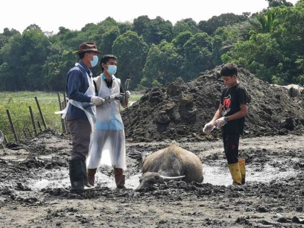 Muhammad Syukur (kanan) bersama anggota kesihatan melihat keadaan salah seekor kerbau yang dijangkiti hawar berdarah di kawasan kandang di Kampung Banggol Katong, Serada semalam.