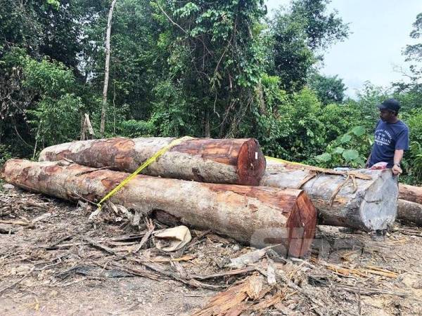 Sebahagian daripada 46 tual balak pelbagai spesies ditemui dalam Hutan Simpan Som, Jerantut yang cuba dicuri.