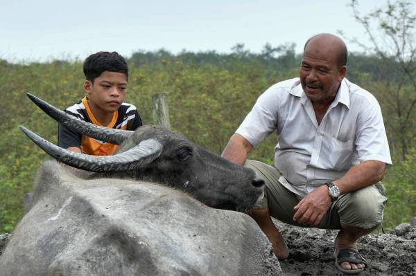 Muhammad Syukur Khamis, 15, (kiri) bersama bapanya Khamis Jusoh, 64, melihat salah seekor kerbau yang tidak sihat di Kampung Kubang Bujuk. - Foto Bernama