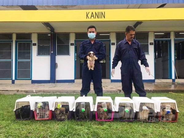 Maqis bersama Jabatan Kastam Diraja Malaysia Perak berjaya mengagalkan cubaan membawa masuk 23 ekor anjing dari pelbagai jenis baka di pintu masuk Kompleks ICQS Pengkalan Hulu, Rabu lalu.