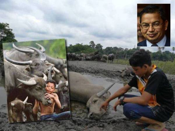 Muhammad Syukur melihat kerbau peliharaan bapanya yang ditemui mati secara berperingkat sejak Rabu lalu. Gambar kecil: Dr Azman Ibrahim