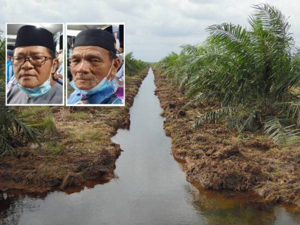 Peneroka di Rancangan Klias mendakwa sumber pendapatan mereka terjejas akibat masalah perparitan yang berlaku di beberapa kawasan lot kelapa sawit. Gambar hiasan.
Gambar kecil:Thaufick Marsha (kiri) Bongsu Duakim