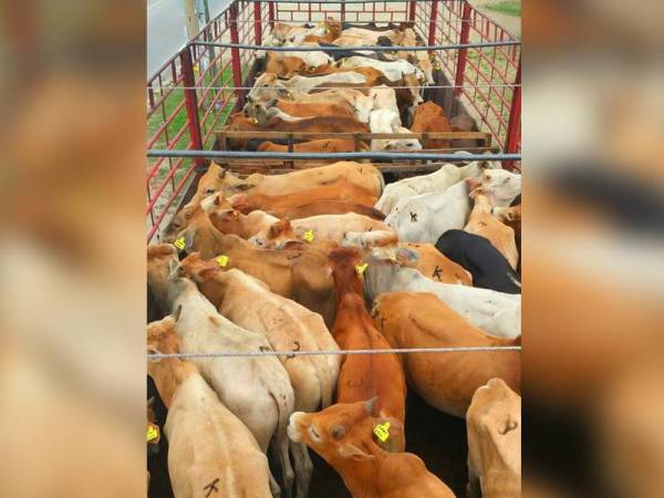 Cubaan menyeludup 58 ekor lembu bernilai RM348,000 berjaya dipatahkan oleh PGA Batalion 7 Kuantan selepas menahan sebuah treler di jalan Kampung Meranti-Pasir Mas, Rantau Panjang petang semalam.