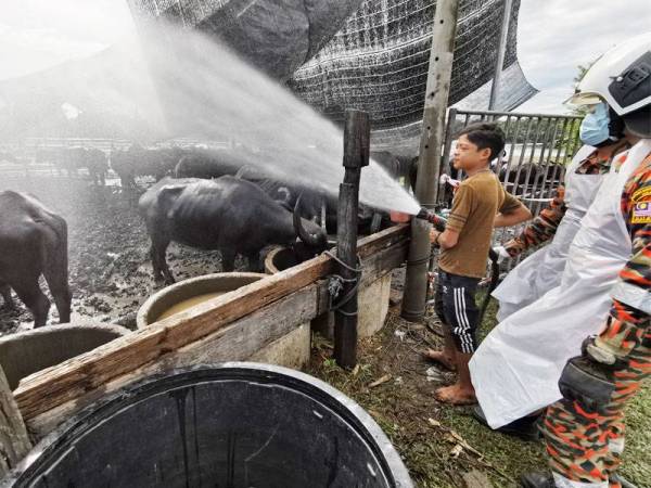 Muhammad Syukur turut memandikan kerbau peliharaannya sambil diperhatikan anggota bomba di Kampung Kubang Bujuk, Kuala Terengganu hari ini.