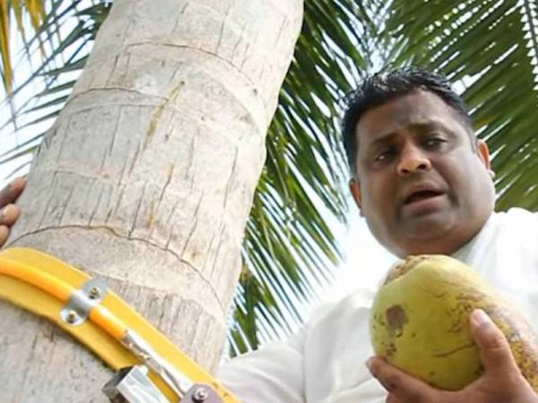 Fernando memanjat pokok kelapa untuk buktikan Sri Lanka kini berdepan kekurangan buah tropika tersebut. - Foto: Agensi