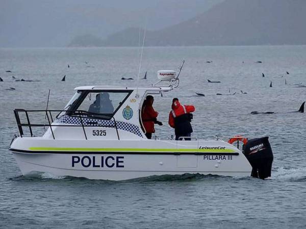 Sebuah bot polis mendekati sekumpulan ikan paus yang terkandas di sebuah beting pasir di Pelabuhan Macquarie, Tasmania semalam. - Foto AFP