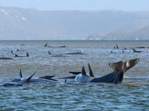 Kumpulan pertama paus pilot tersebut yang ditemui di perairan cetek di Macquarie Harbour di pantai barat Tasmania kelmarin. - Foto AFP