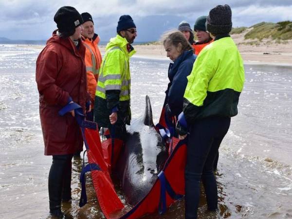 Paus terakhir itu menjadi antara 110 ekor mamalia terkandas di perairan cetek Macquarie Harbour yang berjaya diselamatkan. - Foto Agensi