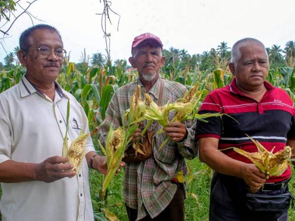 Penanam jagung berkelompok (dari kiri) Mohd Zaid Hanafi, Mohamed Noor dan Mohd Adnan Mohd Zin menunjukkan jagung yang rosak di Kampung Sungai, Bachok, Kelantan, hari ini.