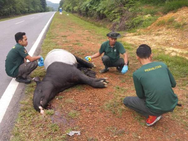 Seekor tapir betina ditemui mati di Jalan Kahang Barat, Kluang hari ini.- Foto Perhilitan