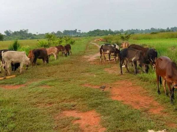 Sebanyak 21 ekor lembu baka Kedah-Kelantan bernilai RM126,000 yang cuba diseludup ke negara ini menerusi pangkalan haram Tualang di Simpangan, Tumpat berjaya dipatahkan PGA Batalion 7 Kuantan semalam.