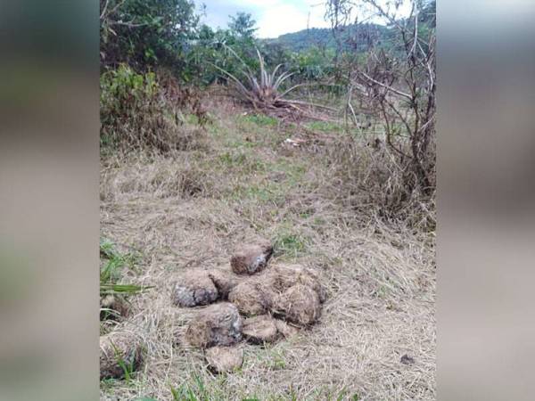 Najis yang ditinggalkan kumpulan gajah liar yang memusnahkan kira-kira 30 hektar tanaman penduduk di Kampung Teladas, Air Putih, Kemaman.