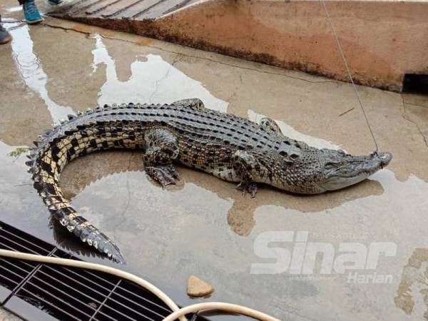 Buaya seberat 70 kilogram yang berjaya ditangkap.