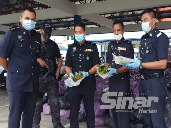 Syed Basri (tiga dari kanan) menunjukkan daun disyaki ketum yang dirampas di Kupang, Baling pagi tadi.