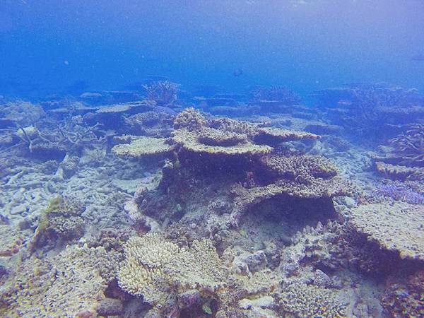 Keadaan terumbu karang Great Barrier Reef itu semakin teruk sejak kejadian pelunturan besar-besaran pada 2016 dan 2017. - Foto: AFP