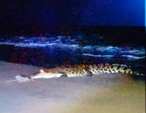 Penduduk di sekitar Pantai Bisikan Bayu, Semerak di Pasir Puteh dikejutkan dengan kehadiran seekor buaya tembaga yang muncul di kawasan berkenaan.