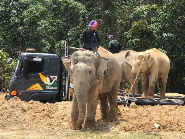 Operasi pindah keluar Yeop Jong dari Kampung Plang, Gerik dilakukan selepas dilapor menganggu tanaman penduduk. 