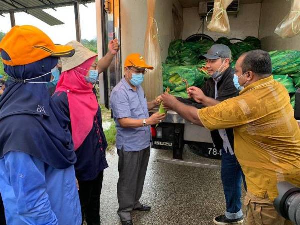 Che Abdullah (tengah) melihat kualiti jagung yang dipetik dari Tapak Projek Program Tadahan Rahmat Jeli 1 di sini sebelum ia dibawa keluar untuk dipasarkan di Jeli semalam.