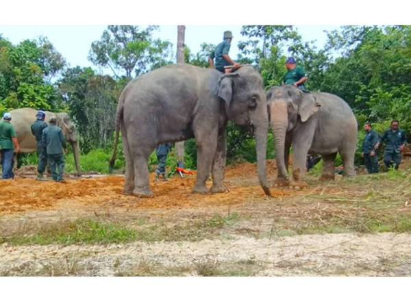 Seramai 25 anggota dari Perhilitan terlibat dalam kerja-kerja memindahkan seekor gajah liar jantan di Kampung Tok Uban, Sungai Rek, Kuala Krai.