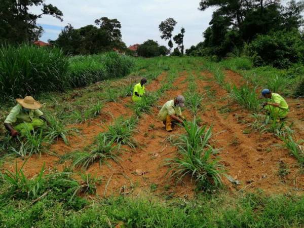 Banduan yang terlibat dalam pembuatan silaj di Penjara Agro Dusun Dato' Murad, Ayer Keroh, Melaka.
