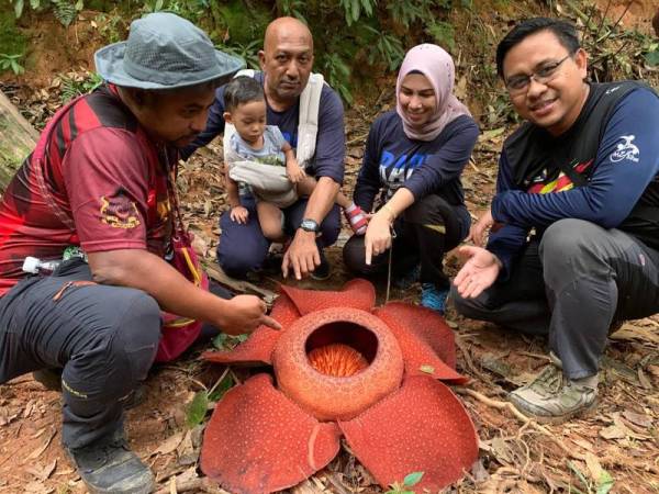 Raflesia Mekar Di Tanah Tinggi Lojing