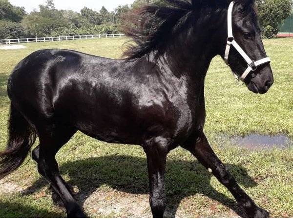 Lancelot merupakan kuda jenis Friesian yang mempunyai banyak keistimewaan dan bakanya berasal đari Belanda dipelihara di Leisure Farm, Gelang Patah, Iskandar Puteri.