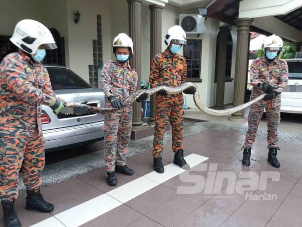 Anggota bomba menangkap ular sawa sepanjang 2.4 meter di Taman Desa Skudai, Skudai, Johor Bahru hari ini.