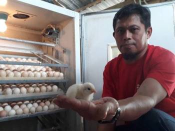 Ayam ratu boleh buat duit