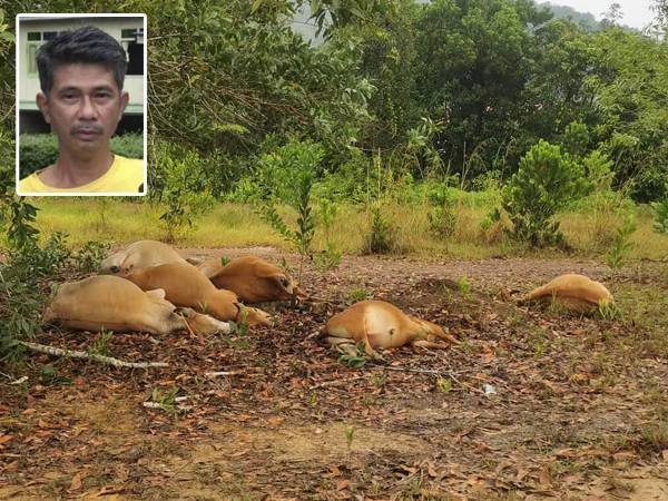 Enam daripada tujuh ekor lembu milik penternak, Ahmad Husin ditemui mati bergelimpangan di tengah padang di Kampung Gemuruh Kuala Nerus petang semalam. Gambar kecil: Zulkifli Ahmad