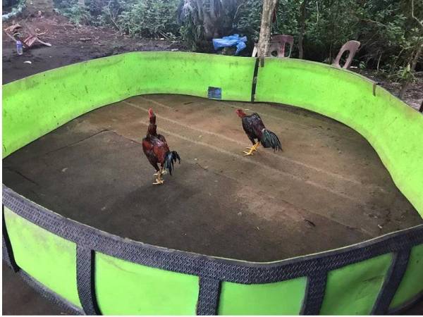 Judi laga ayam itu dianjurkan seorang lelaki warga tempatan berusia 45 tahun dengan waktu operasi hanya pada hari Ahad.