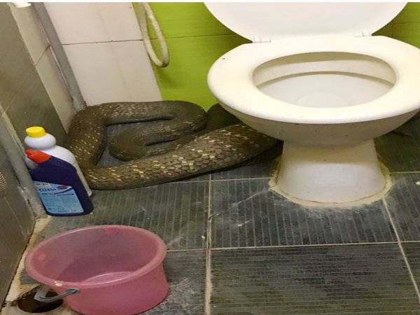 Ular tedung selar yang 'dicekup' ketika leka membaham biawak di Kampung Belukar, Machang.