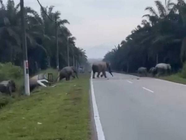 Kumpulan gajah yang melintas di Jalan Kluang-Mersing tular di media sosial sejak semalam.