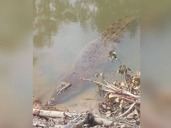 Buaya tembaga yang ditemui penduduk di parit besar di Sungai Isap Jaya. - Foto Fb milik Daniell Haziq