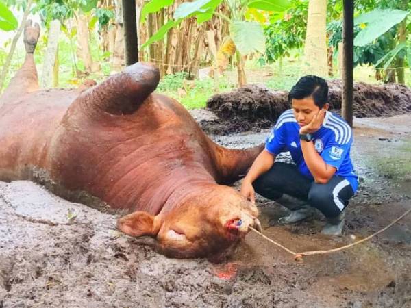 Haziq reda dengan kematian Pok Awang yang ditemui mati secara mengejut di kandang miliknya di Kampung Permatang Sungkai semalam.