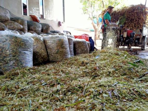 Mohd Zulkifli menghasilkan silaj batang jagung untuk dijadikan makanan tambahan haiwan ternakan.