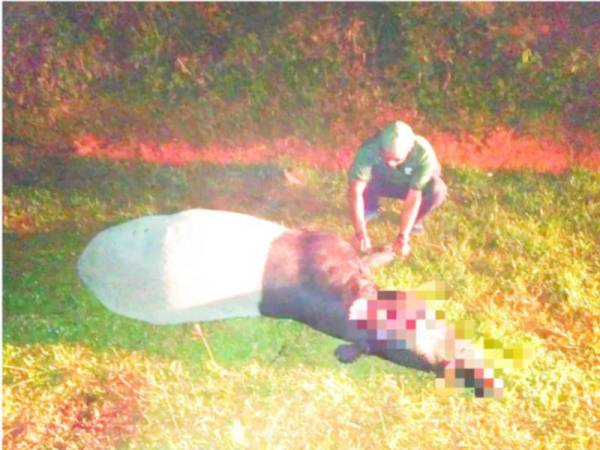 Seekor tapir jantan yang dianggarkan berusia lingkungan 25 tahun mati akibat dilanggar kenderaan di Jalan Sungai Durian-Chenulang, Kuala Krai malam tadi.