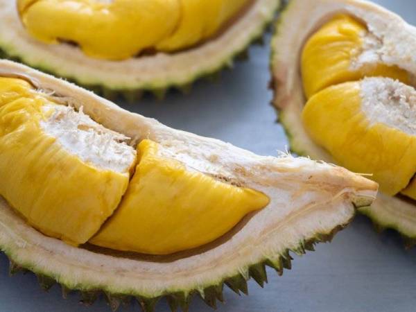 Kerajaan Pahang meluluskan 120.67 hektar tanah di Mukim Tembelang dan Mukim Ulu Jengka di Jerantut bagi projek penanaman durian musang king setakat 20 Oktober lalu. - Foto 123RF