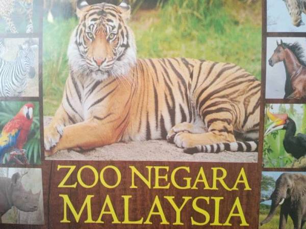 Zoo Negara kembali berdepan krisis kewangan yang teruk susulan gelombang ketiga Covid-19 di negara ini.