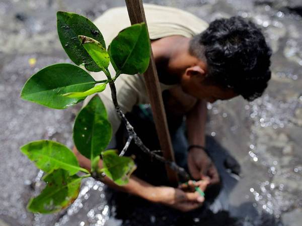 Penanaman Anak Pokok Bakau