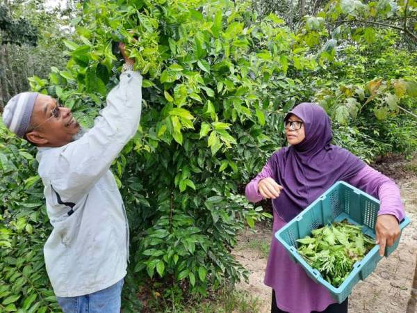 Jamaliah (kanan) membantu suaminya, Ahmad Razali memetik pucuk daun salam di kebun ulam-ulaman mereka di Kampung Bukit Nambua, Kuala Nerang.