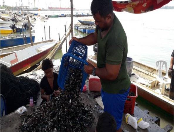 Kelah memunggah hasil kupang yang diternak dan diusahakan penduduk di Kampung Orang Asli Kuala Masai, Pasir Gudang semalam.