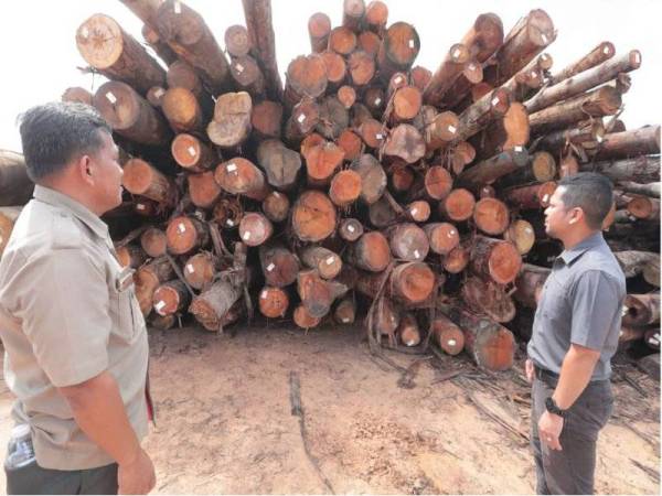 Penolong Pegawai Hutan Daerah Temerloh/Bera, Mohd Faizul Ibrahim (kanan) memeriksa longgokan kayu yang terdapat di sebuah pusat penyimpanan balak di sini, kelmarin. - Foto PNP