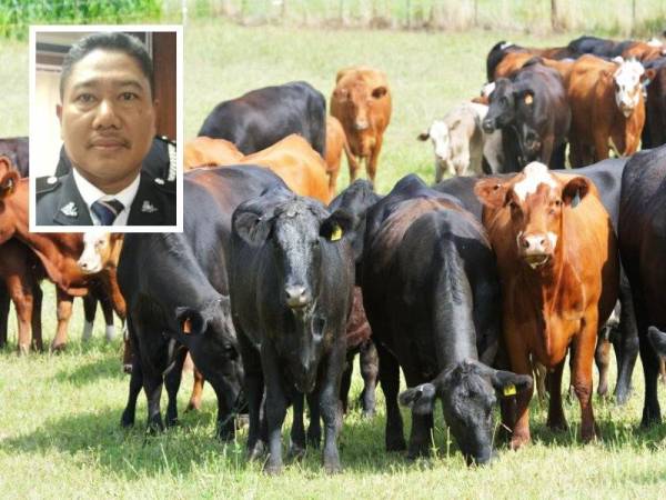 Mangsa ditetak kerana didakwa membiarkan lembu diternak memasuki kawasan tanaman rumput suspek yang juga seorang peneroka di Ketengah Jaya di sini kelmarin. - Gambar hiasan 123RF (Gambar kecil: Superintendan Baharudin Abdullah)