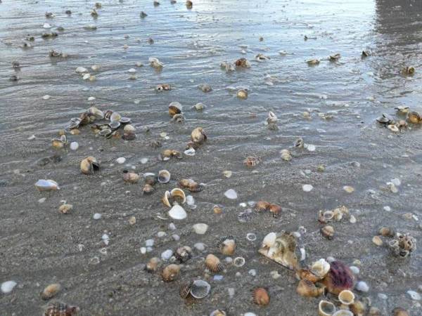 Antara kerang yang terdampar di Pantai Pandak, Chendering, Kuala Terengganu.