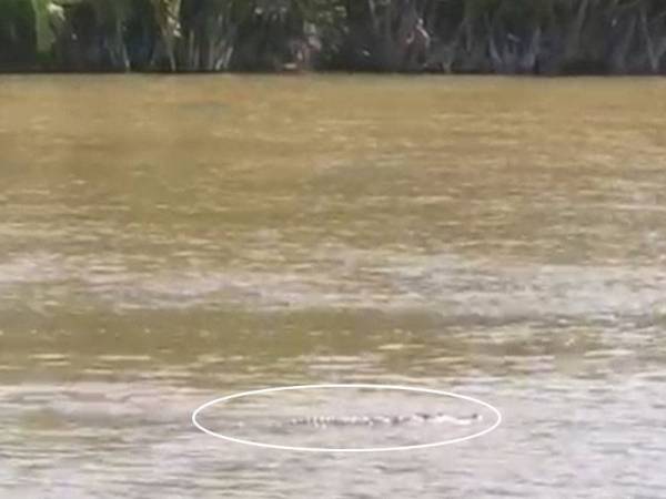 Buaya yang kelihatan timbul di Sungai Marang berhampiran Kampung Gong Tepah. - Foto ihsan pembaca