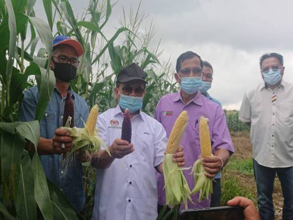 Hamzah (tengah) dan Ghazale (kiri) menunjukkan Jagung Purple dan jagung manis yang diusahakan Koperasi Komong Jaya Berhad di Kampung Chin Chin