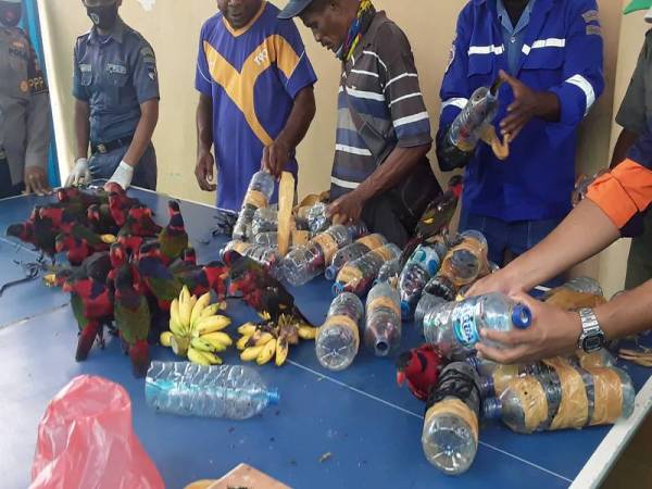 Pasukan Bersama Polis Marin Fakfak (KP3) bersama Pengawal Pantai Indonesia menunjukkan puluhan burung kakak tua spesies black-capped lory yang disumbat dalam botol. - Foto Agensi