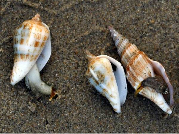 Cuaca yang tidak menentu serta perubahan oseanografi menjadi antara faktor yang mendorong berlaku fenomena siput laut terdampar di Pantai Rusila dekat Kampung Rhu Dua di Marang beberapa hari lepas. - Foto Bernama