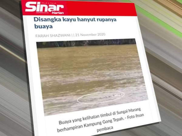 Laporan penemuan buaya di Sungai Marang oleh Sinar Harian semalam.