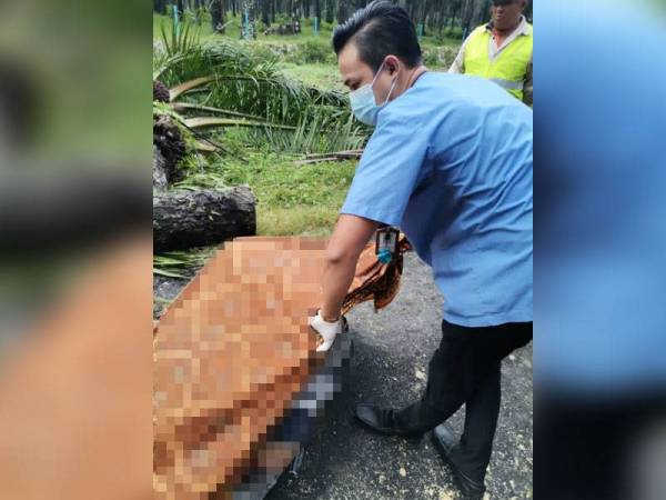 Lelaki warga emas disahkan meninggal dunia oleh pasukan perubatan dipercayai dihempap pokok kelapa sawit di Ayer Tawar pagi tadi. Foto: Ihsan Bomba